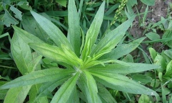 一年蓬的花语和寓意（一年蓬的花语传递着坚韧和希望）