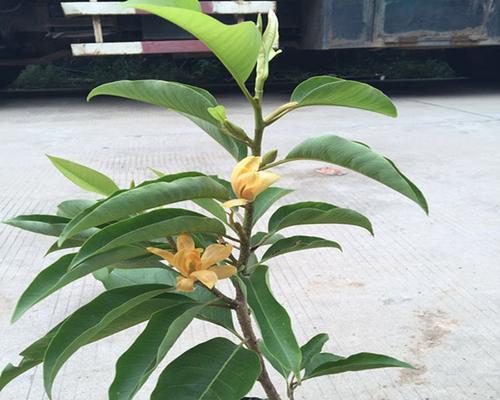宜宾市花黄桷兰的象征意义及其文化价值（宜宾市花黄桷兰的历史渊源和美丽之处）
