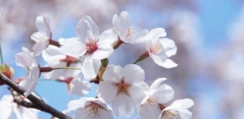 樱花的象征意义（探索樱花的美丽）
