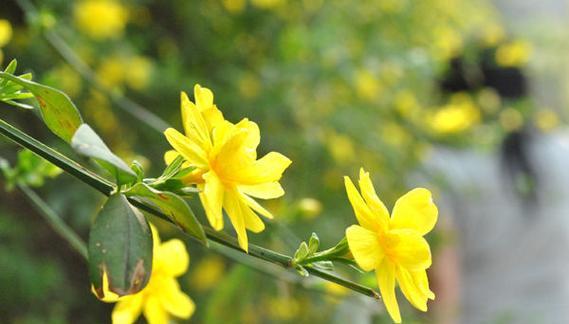 迎春花花语（迎春花的代表意义与祝福）