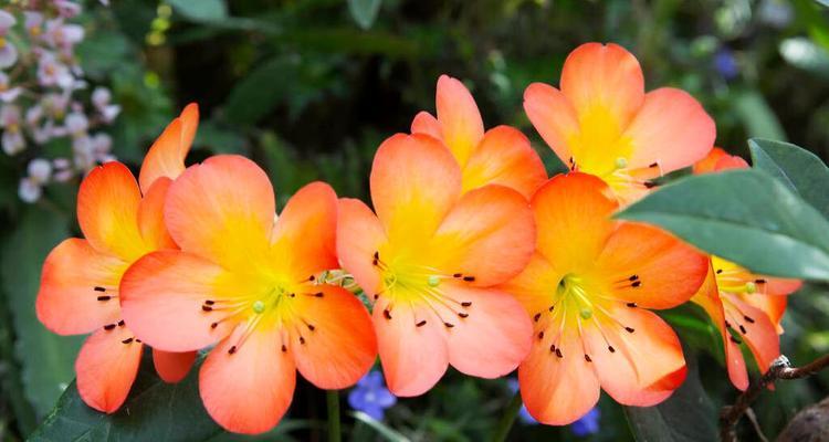 花之爱语（以爱之花为主题）