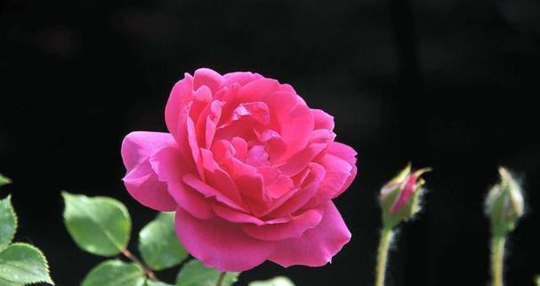 花之爱语（以爱之花为主题）