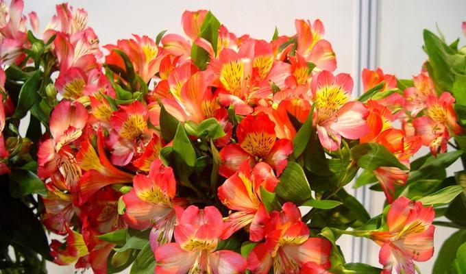 花开花语，映照你的心（探寻花语）