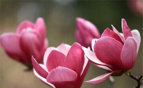 玉兰花的花语与象征——洁白的美丽（探寻玉兰花的寓意）