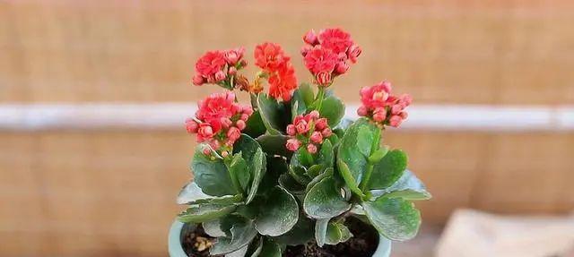 长寿植物与健康长寿（拥抱长寿植物）