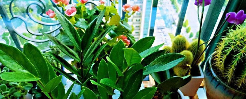 吉祥之花（祈福花卉与幸福寓意）