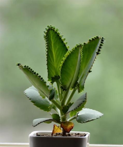 坚强不屈的植物世界（以生命力与顽强为灵感的植物故事）
