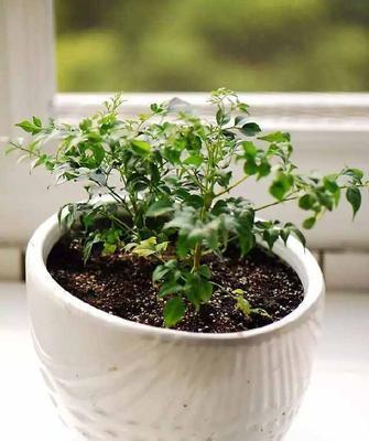 花开寓意美好，绿叶滋养生命（探寻植物的美丽寓意）