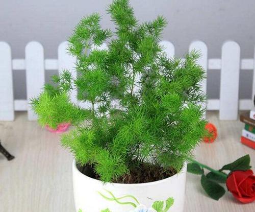 花开寓意美好，绿叶滋养生命（探寻植物的美丽寓意）