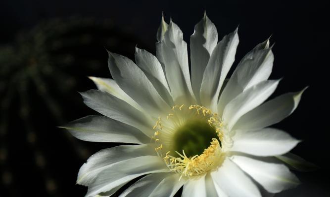 仙人掌花语（仙人掌——沙漠中的英雄）