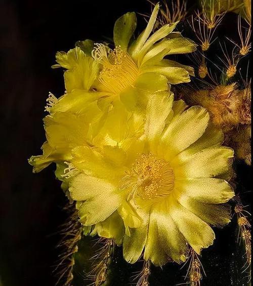 仙人掌花语（仙人掌——沙漠中的英雄）