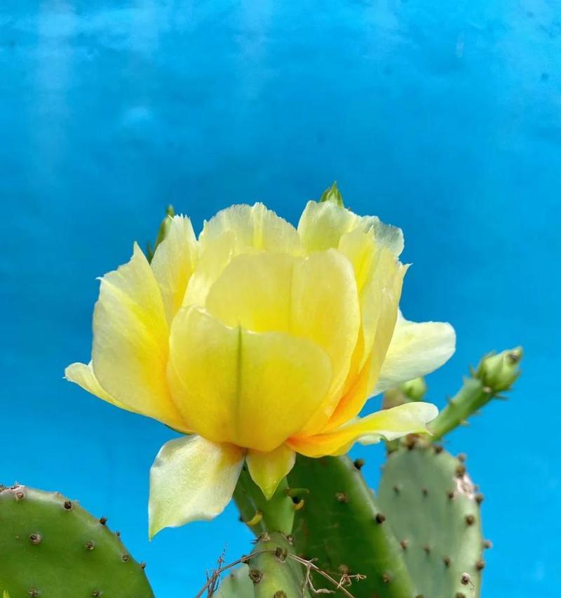 仙人掌花语（仙人掌——沙漠中的英雄）