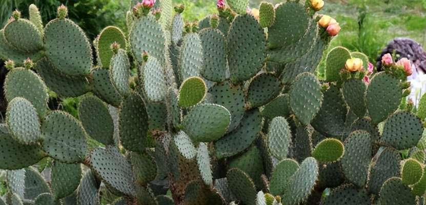 仙人掌植物叶子的特点（探索仙人掌植物叶子的奇妙之处）