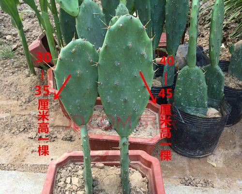 仙人掌植物叶子的特点（探索仙人掌植物叶子的奇妙之处）