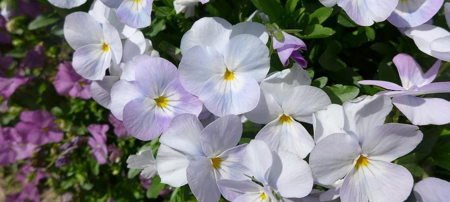 香堇花（香堇花的花语和生命力）