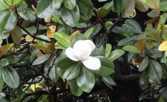 橡皮树花语（探寻橡皮树花语的深层含义）