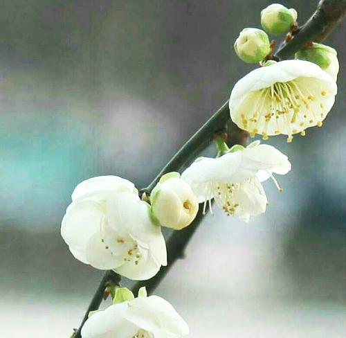 傲然盛放，高贵纯洁的花（花开如画）