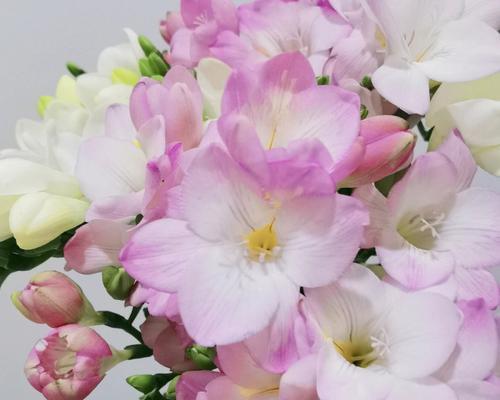 傲然盛放，高贵纯洁的花（花开如画）