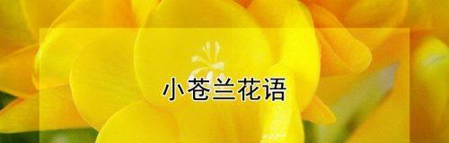 小苍兰的花语与传说（从芬芳传承到永恒的传说）