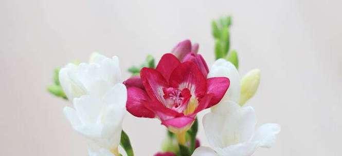 小苍兰的花语与传说（从芬芳传承到永恒的传说）
