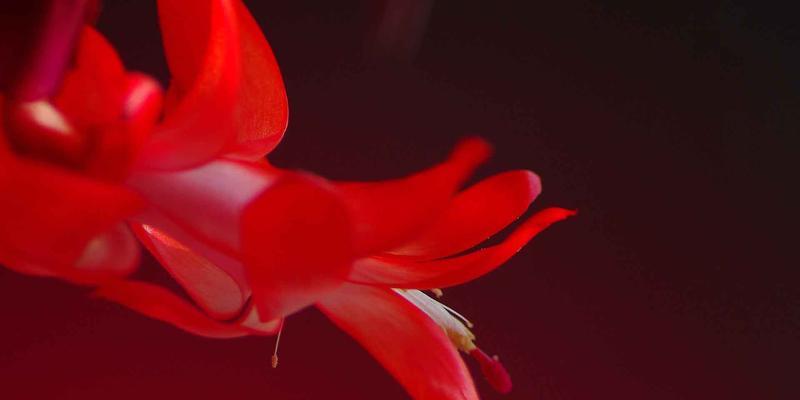蟹爪兰花（蟹爪兰花花语解读与传承）