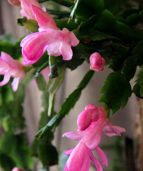 蟹爪兰花（蟹爪兰花花语解读与传承）