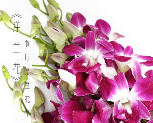 洋兰花（探索洋兰花的文化内涵与象征意义）