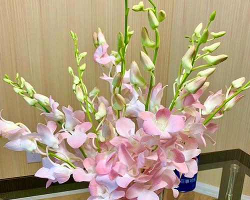 洋兰花（探索洋兰花的文化内涵与象征意义）