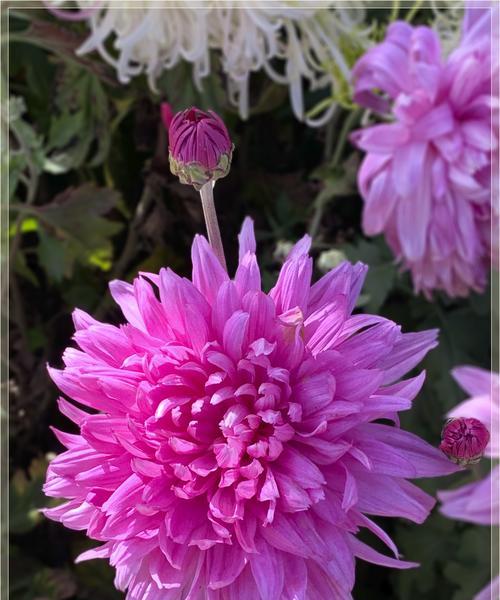 养菊花，培育心灵的美丽花园（探寻菊花培养之道）