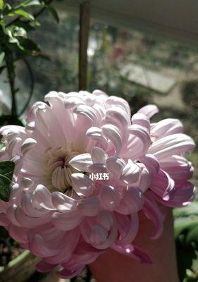 养菊花，培育心灵的美丽花园（探寻菊花培养之道）