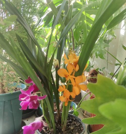 养兰花，体味生命之美（以养兰花的寓意）