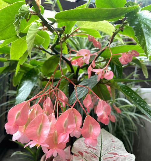 银星秋海棠的花语之美（探寻银星秋海棠的花语）