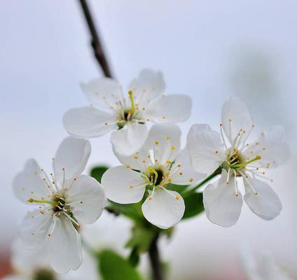 樱桃花之美——花开如梦（绽放的温柔）