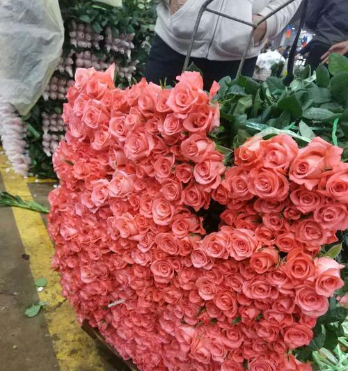 玫瑰花——影星般的意义（玫瑰花的魅力与象征意义）
