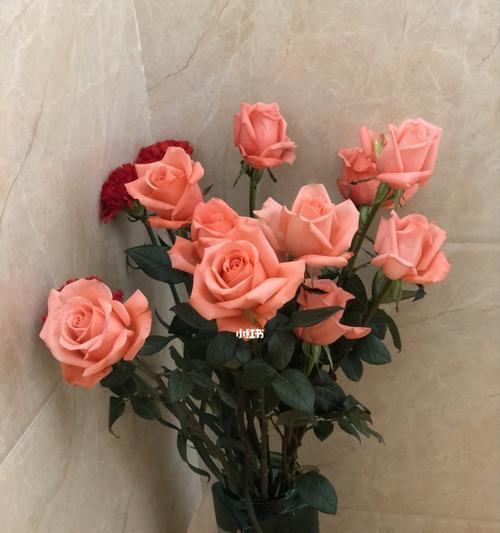 玫瑰花——影星般的意义（玫瑰花的魅力与象征意义）