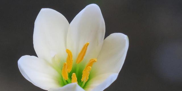 兰花的花语（探寻兰花的深刻寓意与传承）