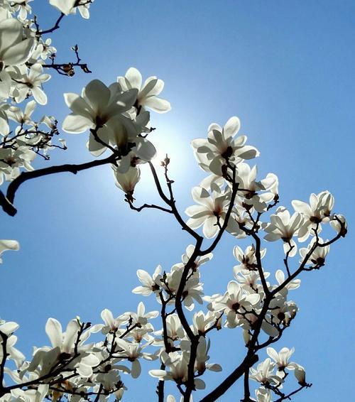 玉兰花的寓意（以玉兰花为象征的美好品质与意义）