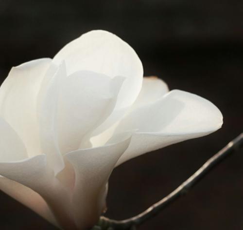 玉兰花的种类与花语（探索不同玉兰花的花语及其意义）