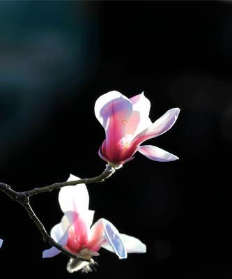 玉兰花的种类与花语（探索不同玉兰花的花语及其意义）