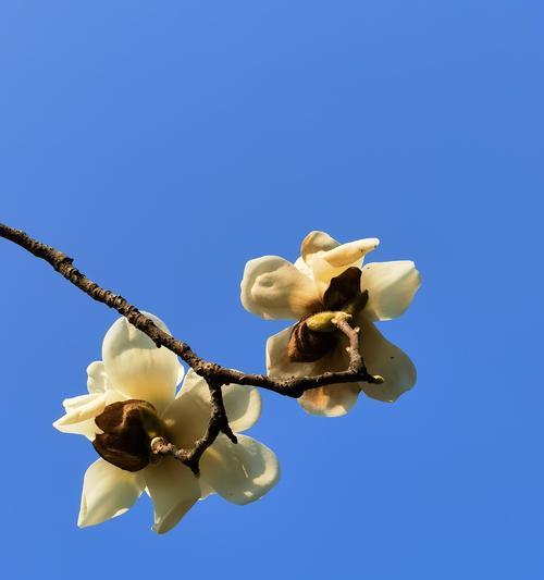 玉兰花的种类与花语（探索不同玉兰花的花语及其意义）