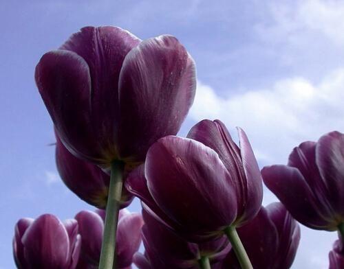 郁金香花语与花卉文化（从花语探索郁金香的美丽与意义）