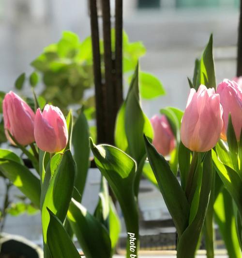 郁金香的种植时机及其意义（春季种植郁金香的步骤与技巧）