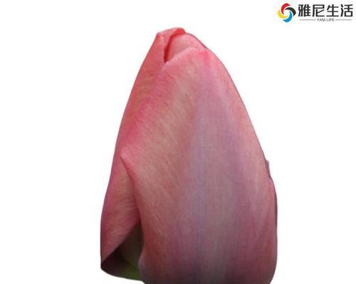 探秘郁金香小黑人的花语（郁金香小黑人）