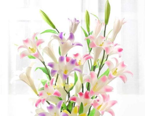 百合花的寓意与赠送对象（一朵百合花的深情寓意与适合送给的人群）