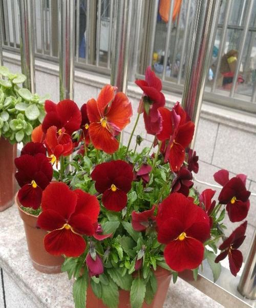圆叶牵牛花语（解读圆叶牵牛花的花语与寓意）