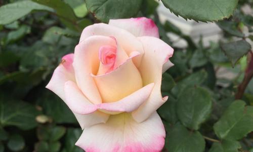 月桂花与希腊神话（繁花似锦）