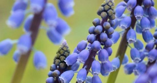 月桂花与希腊神话（繁花似锦）