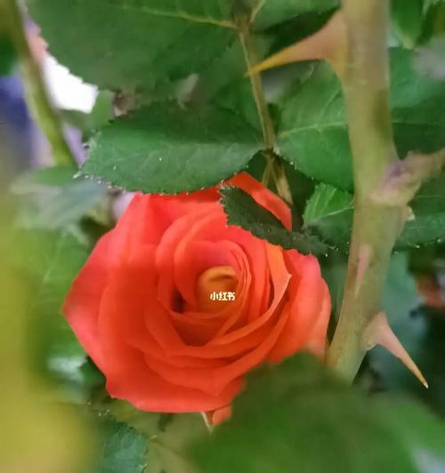 月季花的象征意义（探索花卉中的浪漫情怀）