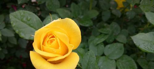 月季花的象征意义与传承（探寻月季花的情感寓意与文化传统）