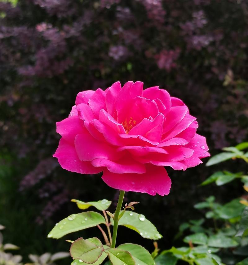月季花的象征意义与传承（探寻月季花的情感寓意与文化传统）